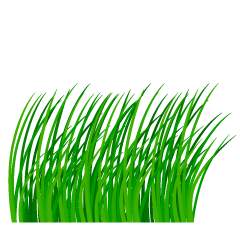 Overgrown Grass