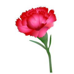 Carnation Flower