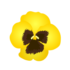 Yellow Pansy Flower