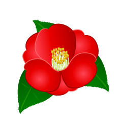 Flor de camelia