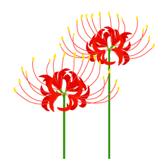 Lycoris Flower