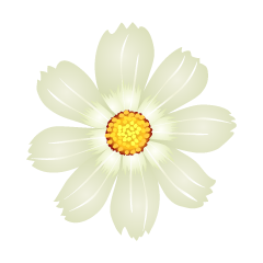 Flor blanca del cosmos