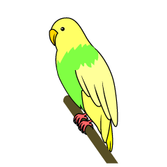 Parakeet