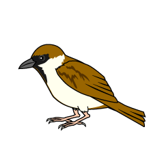 Sparrow