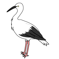 Stork