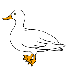 White Duck