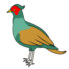 Pheasant