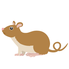 Ratón marrón