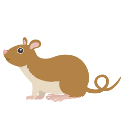 Brown Mouse