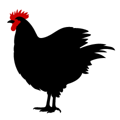 Gallina negra