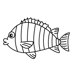 Pargo Blanco y Negro