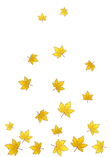 Yellow Fallen Leaves