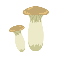 Pleurotus Eryngii
