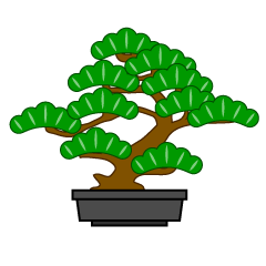 Pine Bonsai