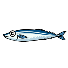 Saury Fish