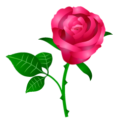 Hermosa rosa rosa