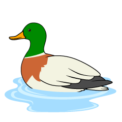 Floating Mallard