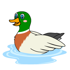 Floating Mallard