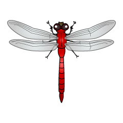 Red Dragonfly