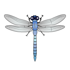 Blue Dragonfly