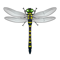 Black and Yellow Dragonfly