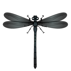 Black Dragonfly