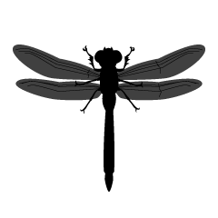 Dragonfly Silhouette