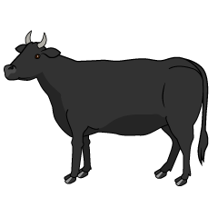 Black Cow