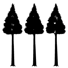 Tall Tree Silhouette