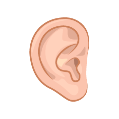 Ear