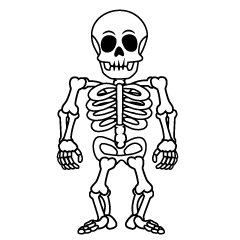 Skeleton