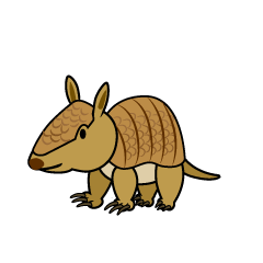 Cute Armadillo