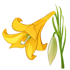 Yellow Lily