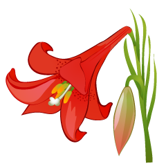 Red Lily