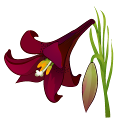 Black Lily