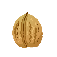 Walnut Fruit