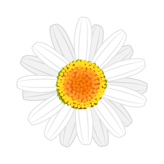 Daisy Amarillo