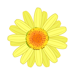 Yellow Daisy Flower