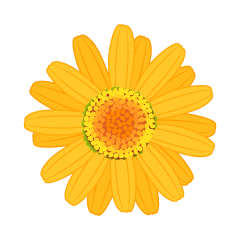 Orange Daisy Flower