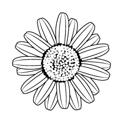 Daisy Flower Black and White