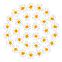 Daisy Circle